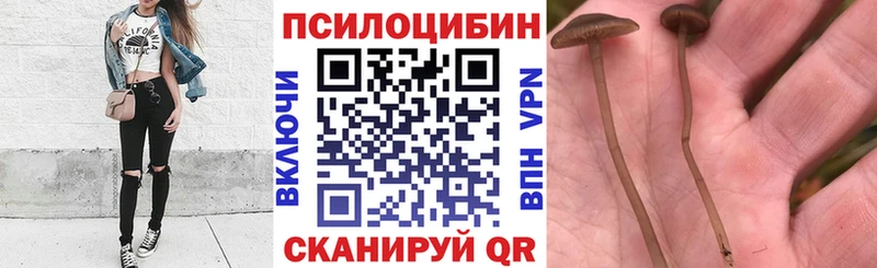 Псилоцибиновые грибы Psilocybe  купить закладку  Бронницы 